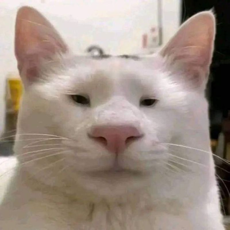 Meme mèo ok