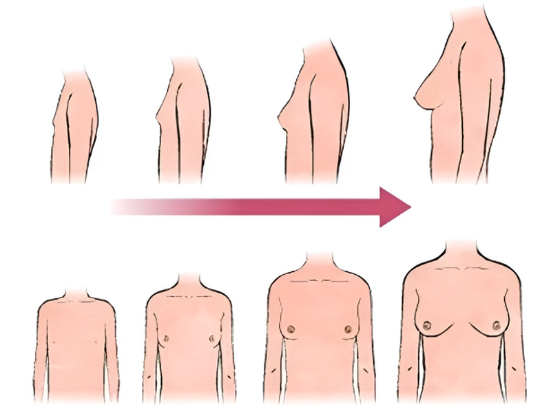 Nguyên nhân khiến ngực không phát triển ở tuổi dậy