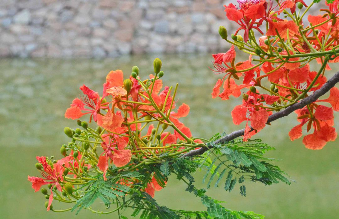 hoa phượng