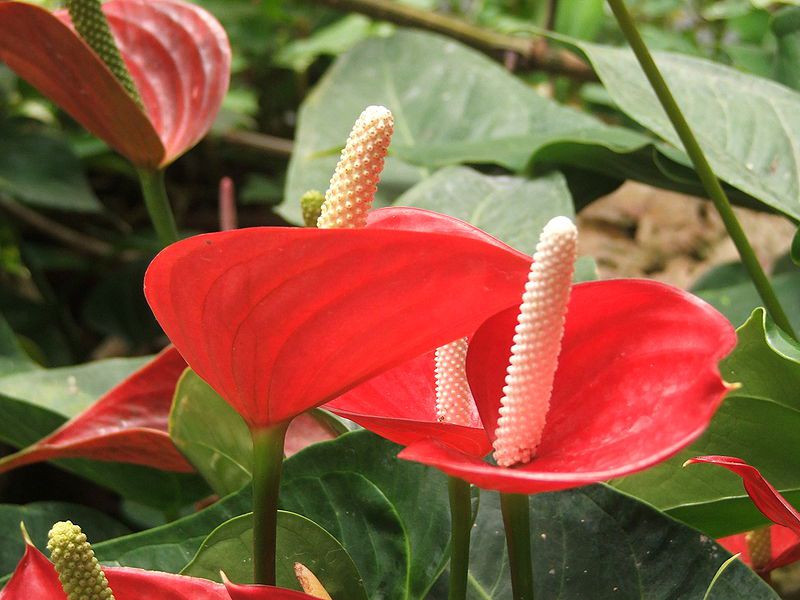 hoa hồng môn