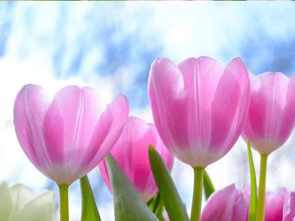 hoa tulip