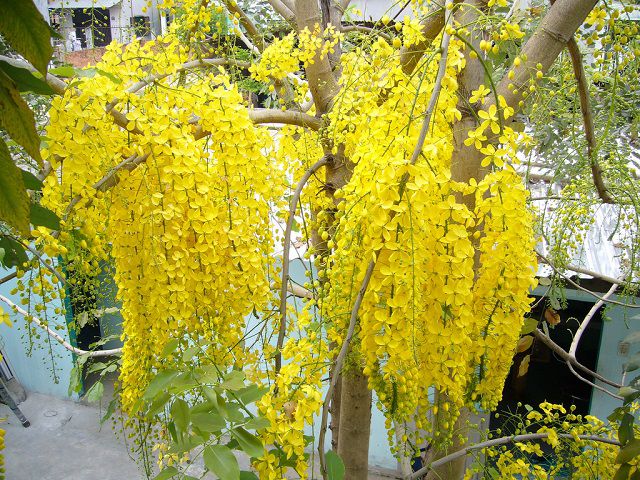 hoa màu vàng 4