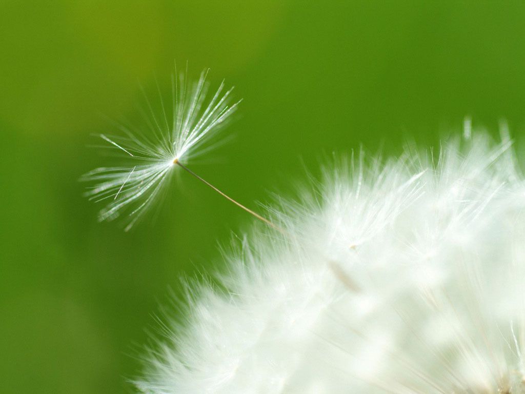 hoa màu trắng 3