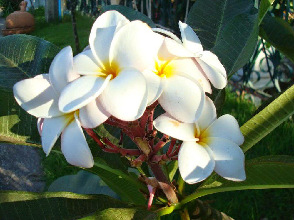 hoa màu trắng 14