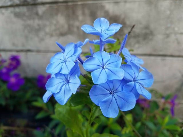 hoa màu xanh 7