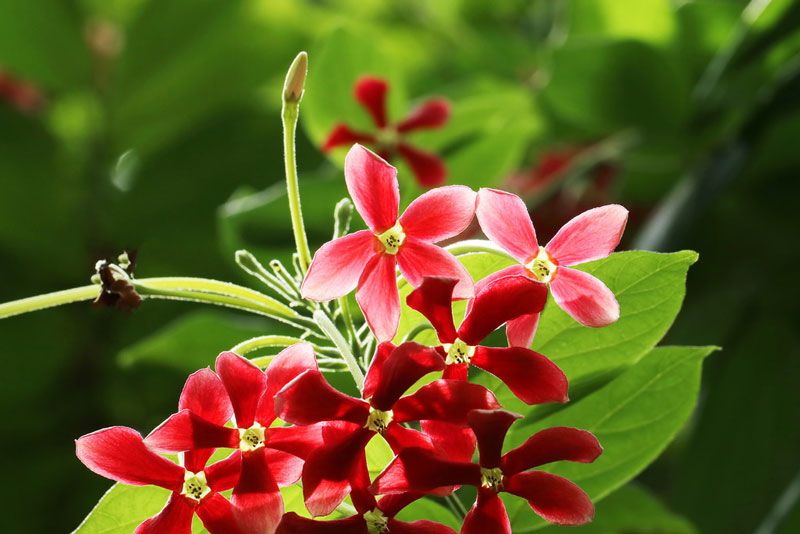 hoa màu đỏ 9