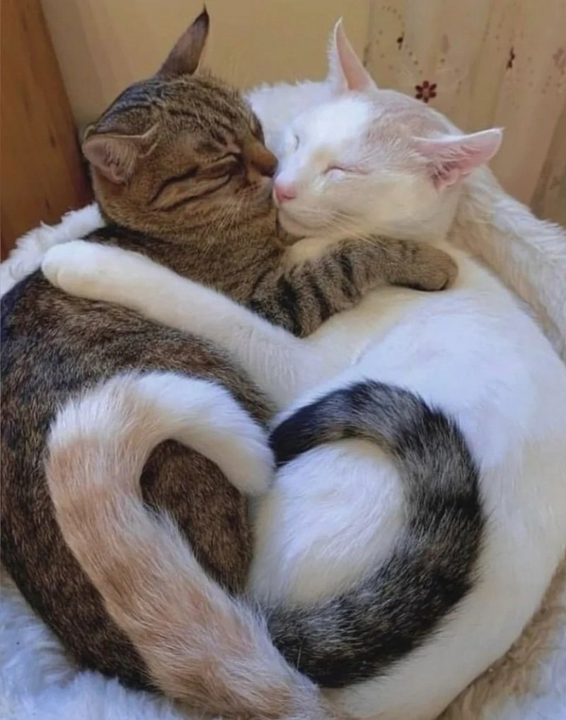 Hình avatar đôi cute mèo đẹp và ngộ nghĩnh