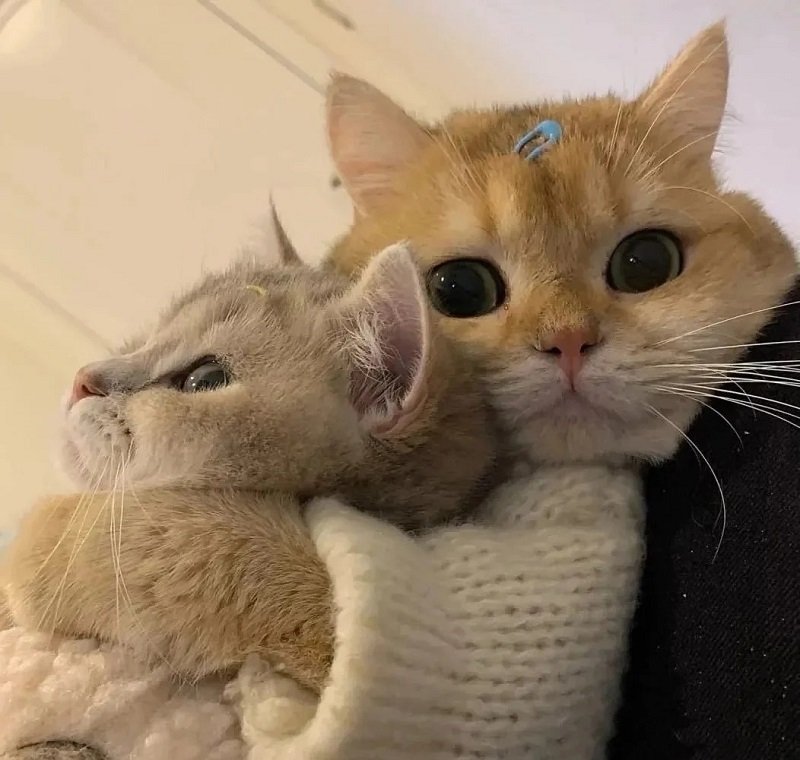 Avatar đôi cute mèo đáng yêu cho người yêu