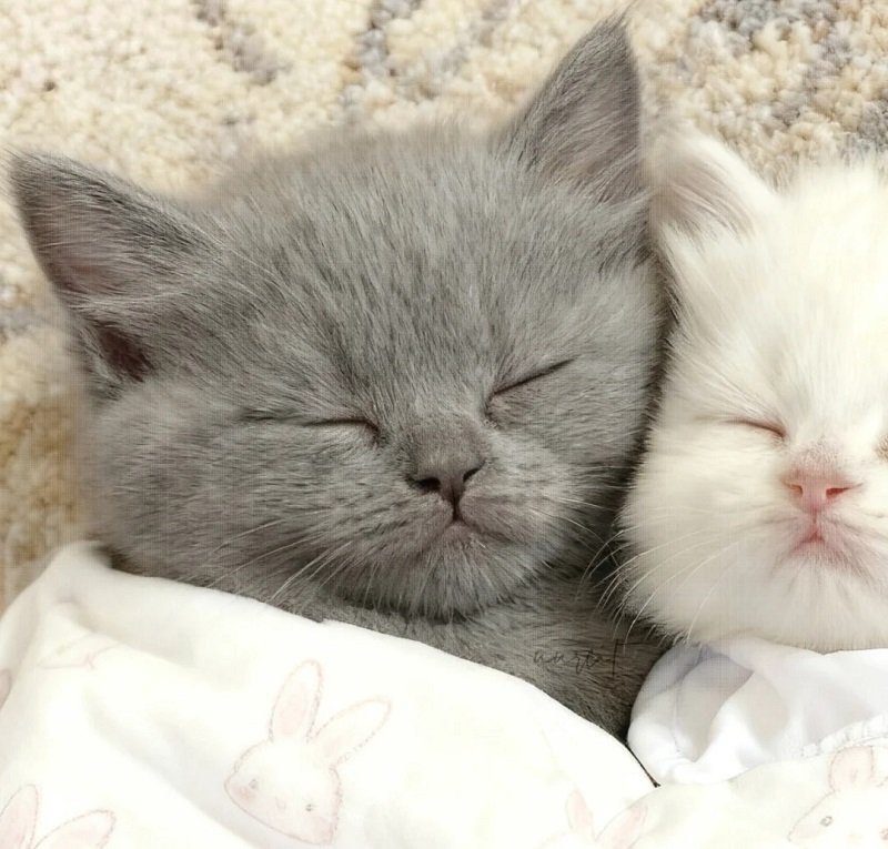 Avatar đôi cute mèo với phong cách trẻ trung