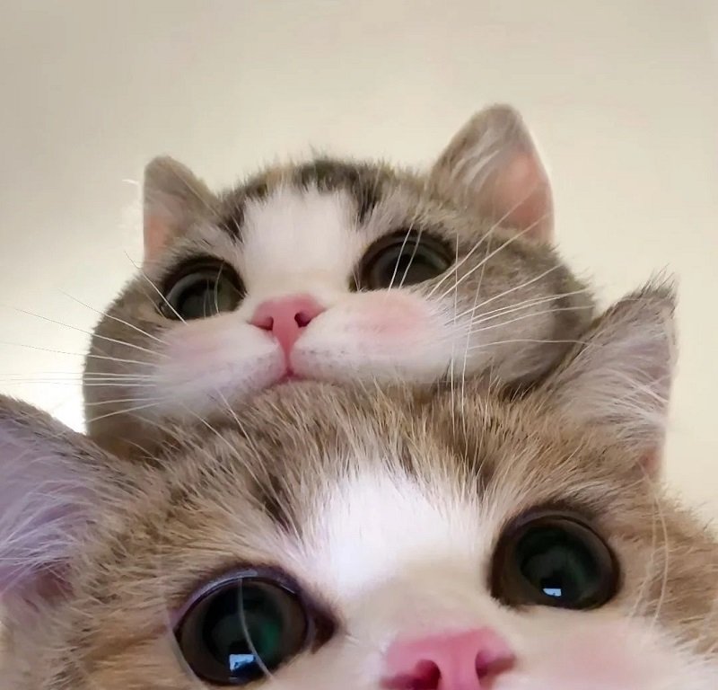 Avatar đôi cute mèo cho cặp đôi dễ thương