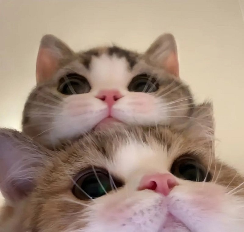 Bộ ảnh avatar đôi cute mèo chất lượng cao