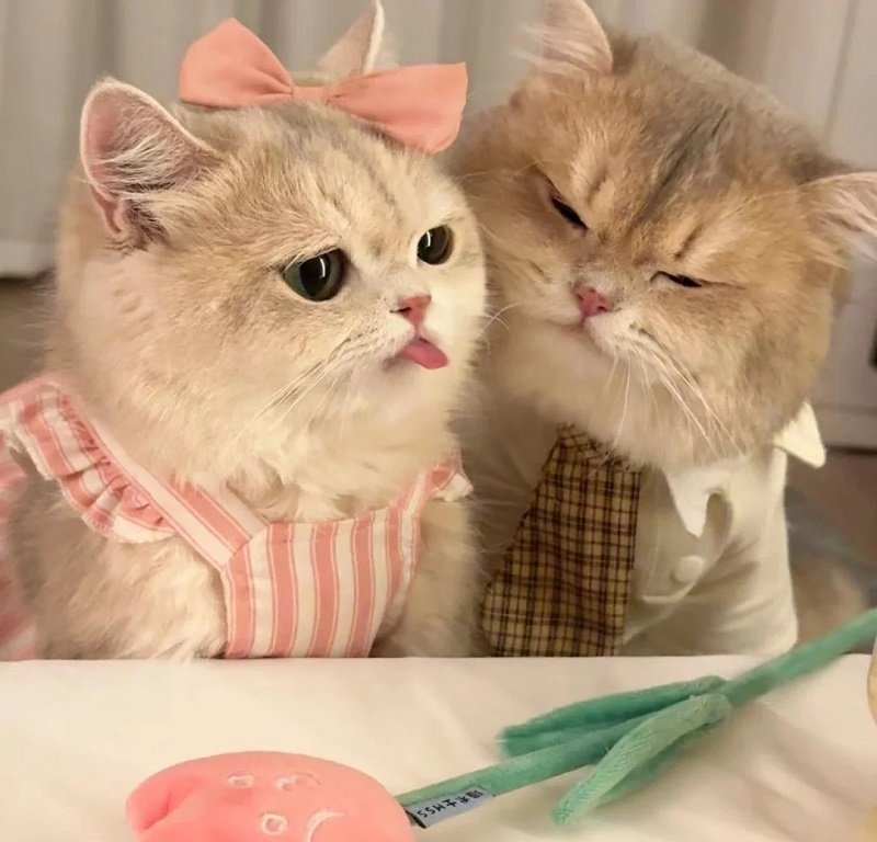Avatar đôi cute mèo dành cho best friend