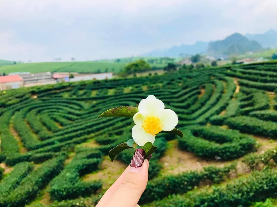 dau-la-doi-che-trai-tim-o-moc-chau-chup-anh-dep-nhat