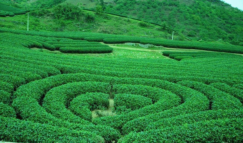 Đâu là đồi chè trái tim ở Mộc Châu chụp ảnh đẹp nhất?