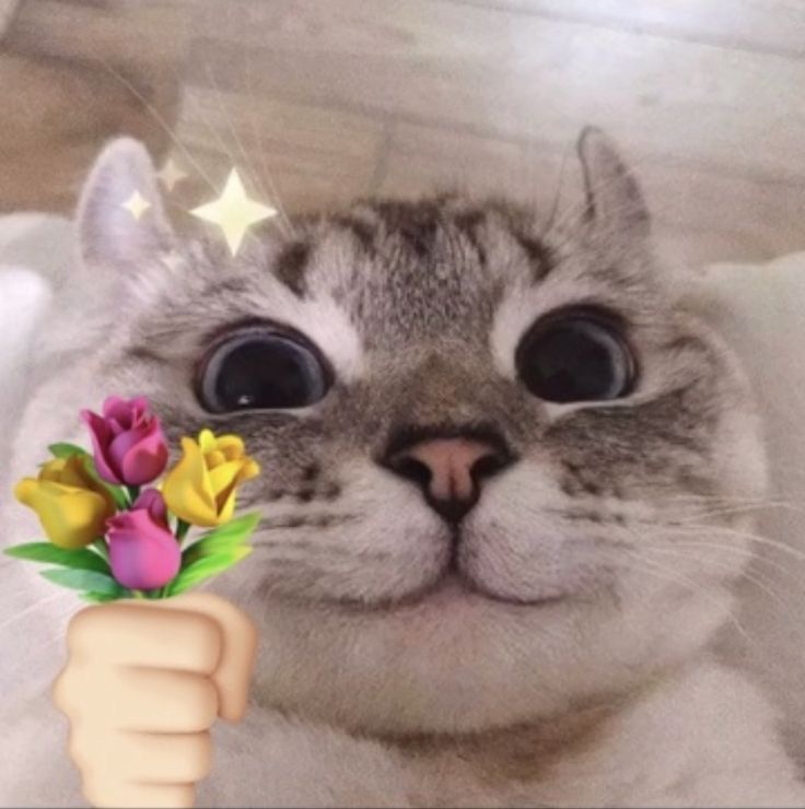 Meme mèo tặng hoa bựa