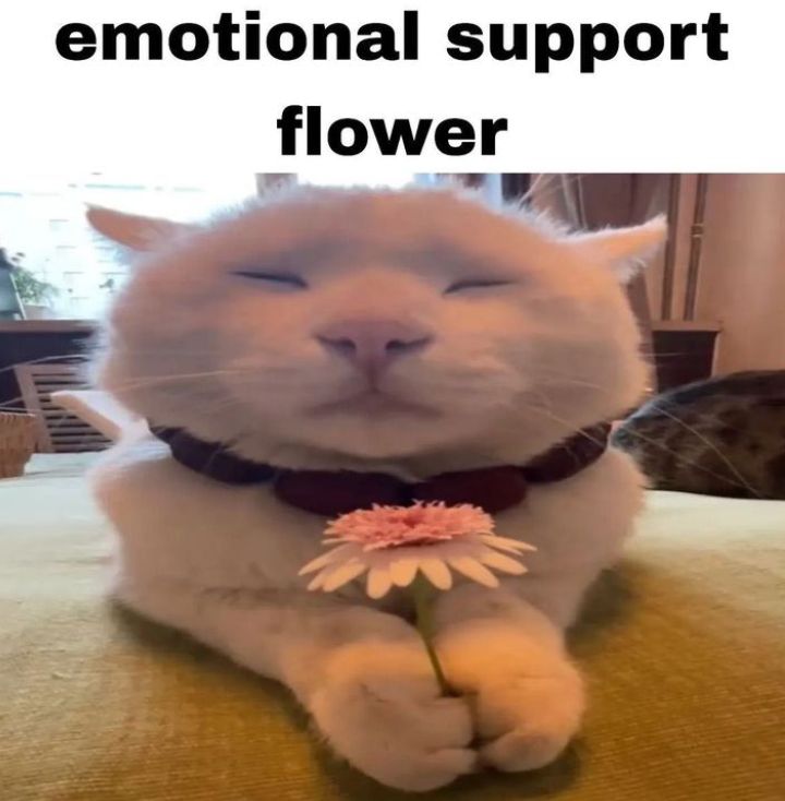 Meme mèo tặng hoa