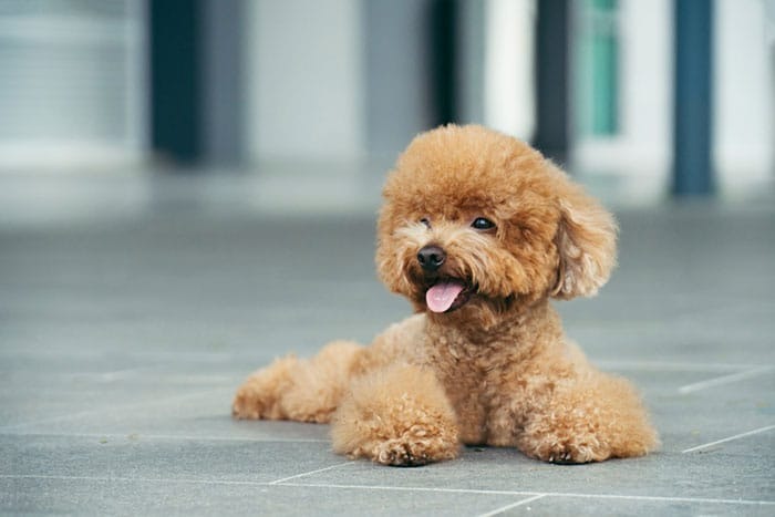 Hình ảnh con Chó Cute, Chó Ngáo, Chó Ngầu, Chó Xấu và Chó Cỏ Đẹp Nhất