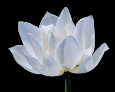 Hoa sen đám tang