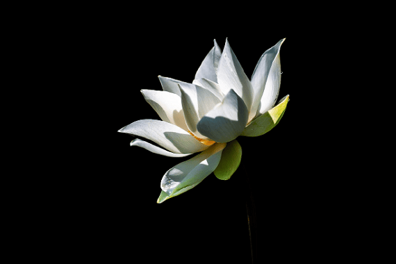Hoa sen nền đen