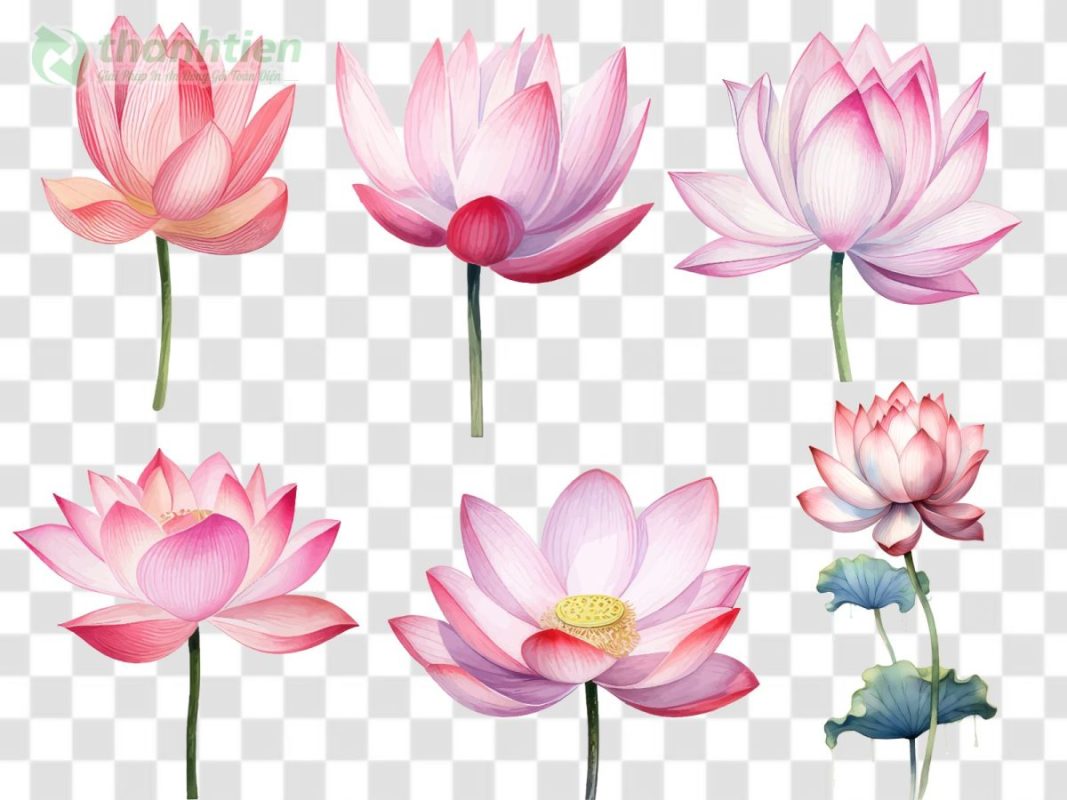 Tải Hoa Sen Vector Đẹp Sắc Nét File PNG/AI/EPS Miễn Phí