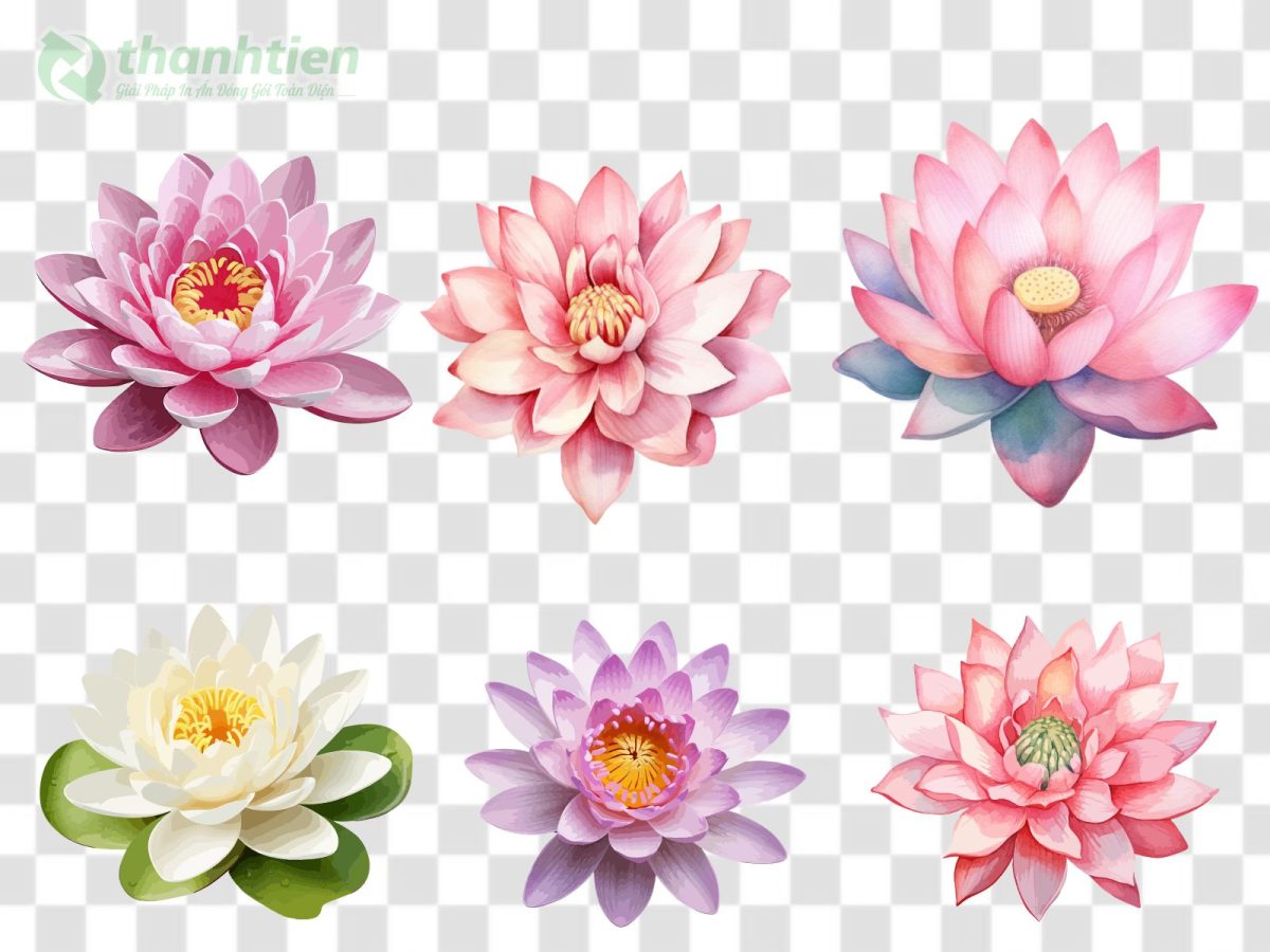 Hoa sen vector PNG độ phân giải cao