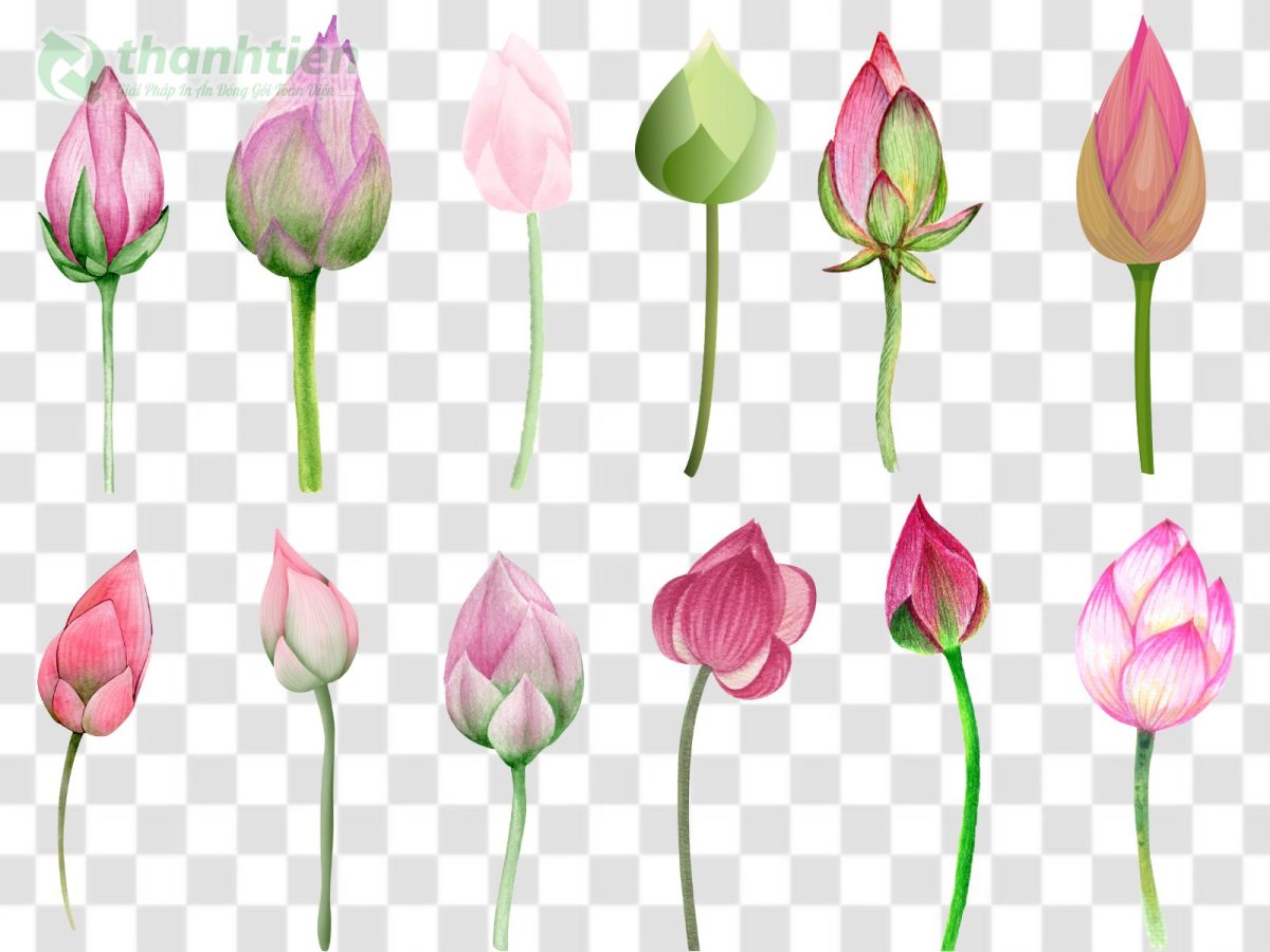 Hình nền hoa sen PNG vector nghệ thuật