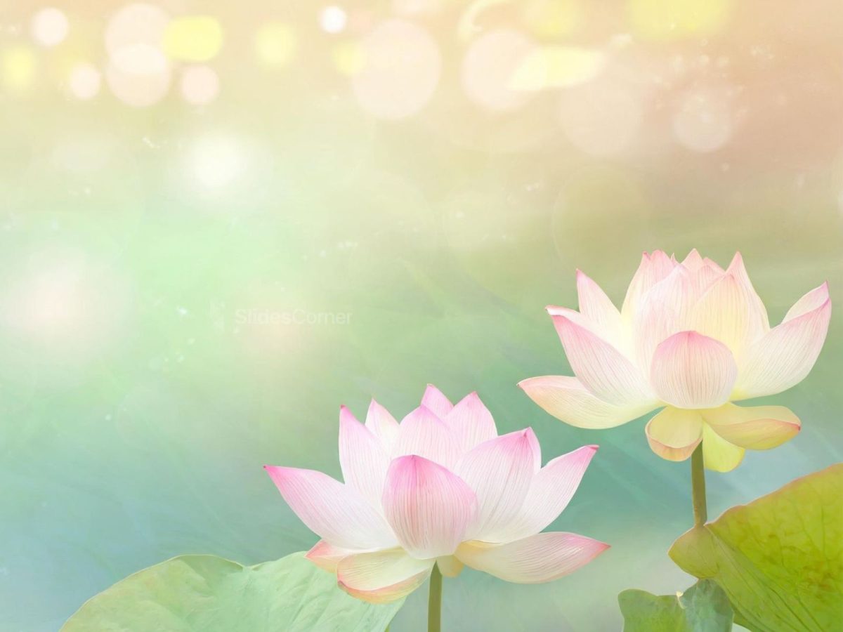 Background hoa sen xinh đẹp