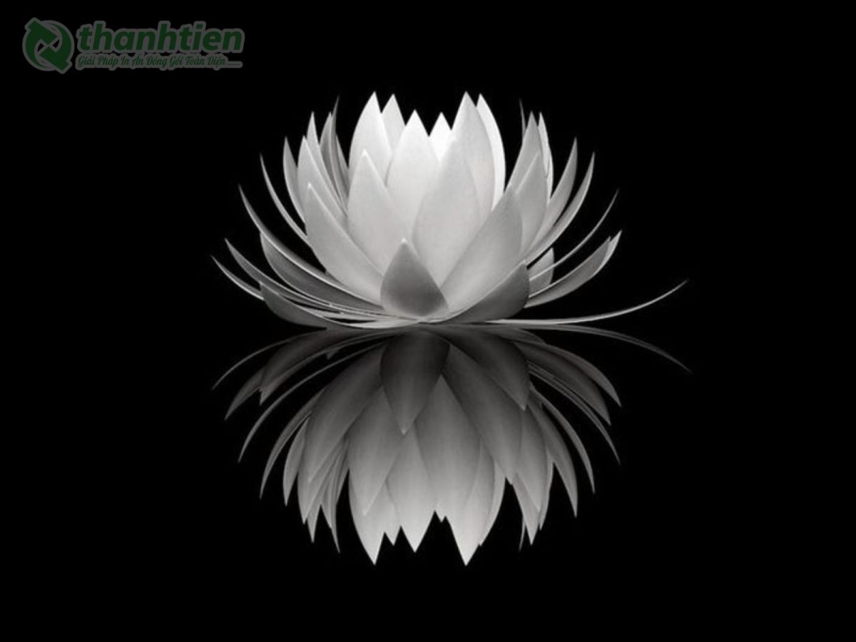 Hoa sen trắng đẹp nền ảnh chất lượng cao