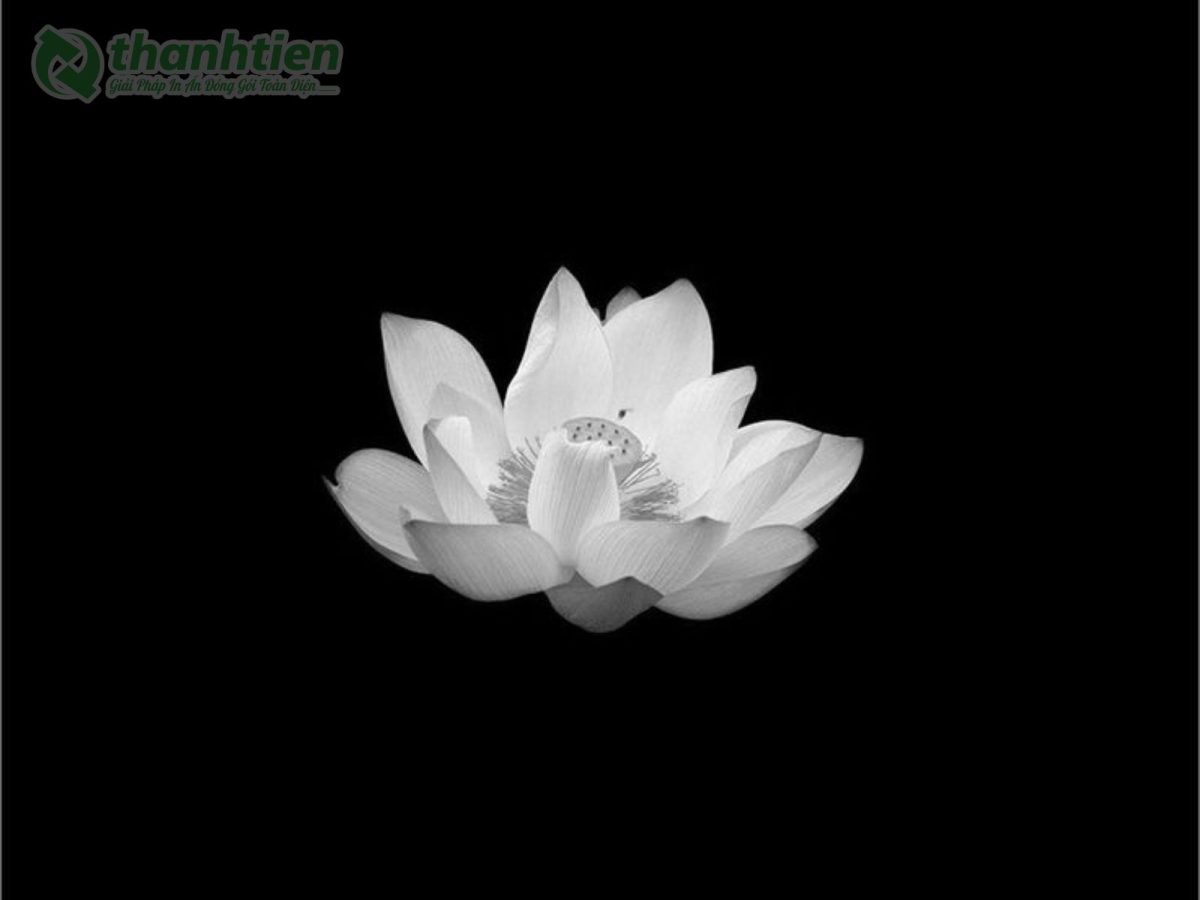 Hoa sen trắng sắc nét phong cách tối giản