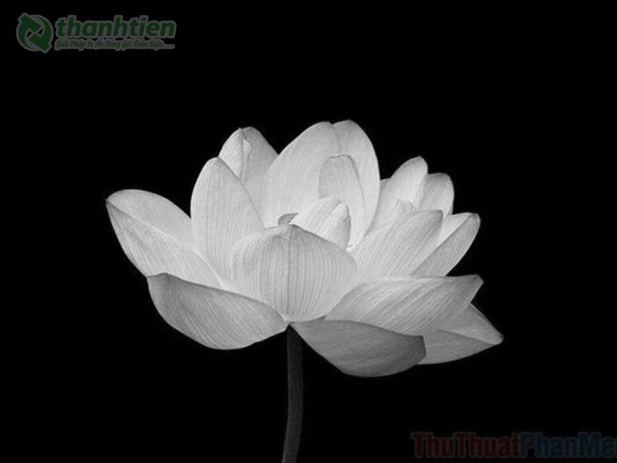 Hình nền hoa sen trắng mang cảm xúc buồn