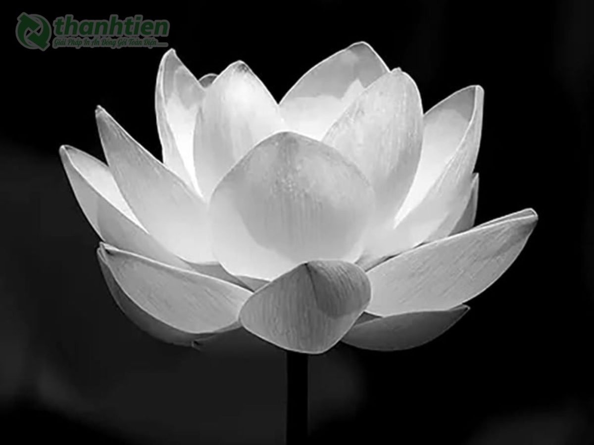 Hoa sen trắng đẹp nền ảnh tinh tế