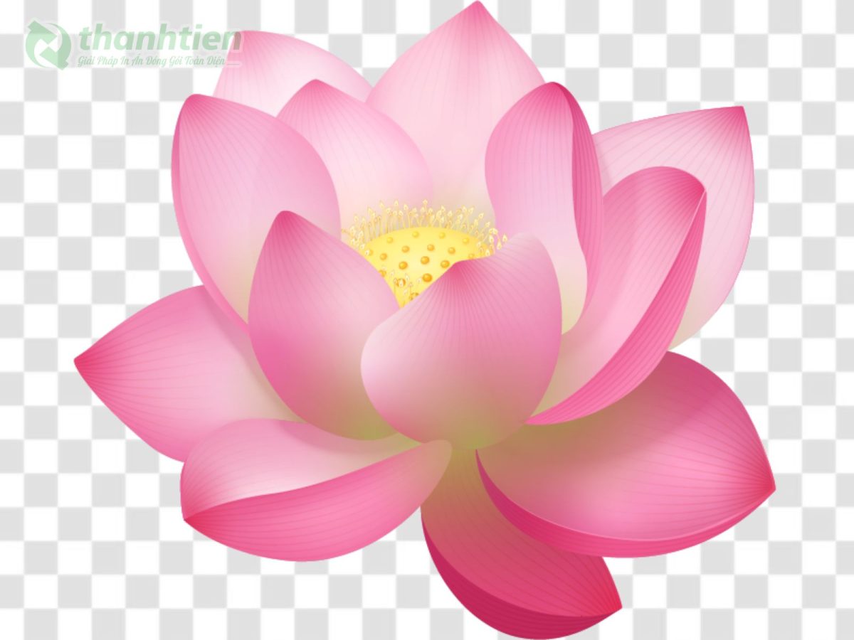 Hình nền hoa sen vector AI phong cách tối giản