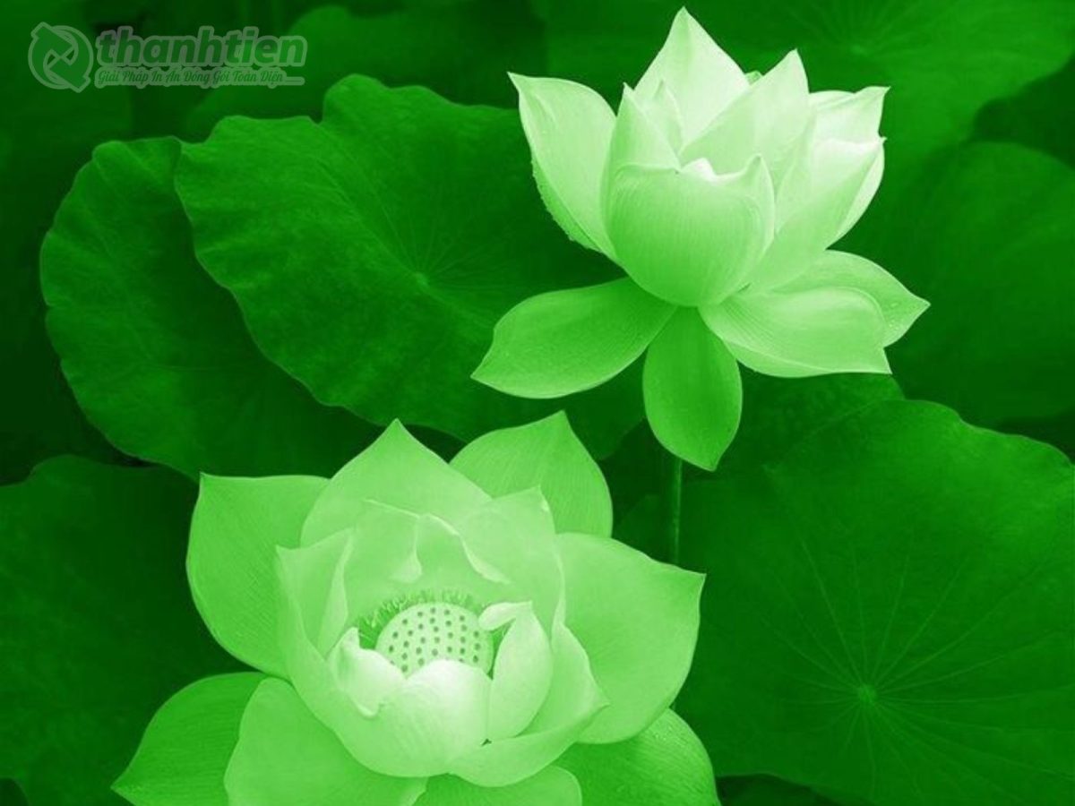 Hình nền hoa sen xanh đẹp sắc nét