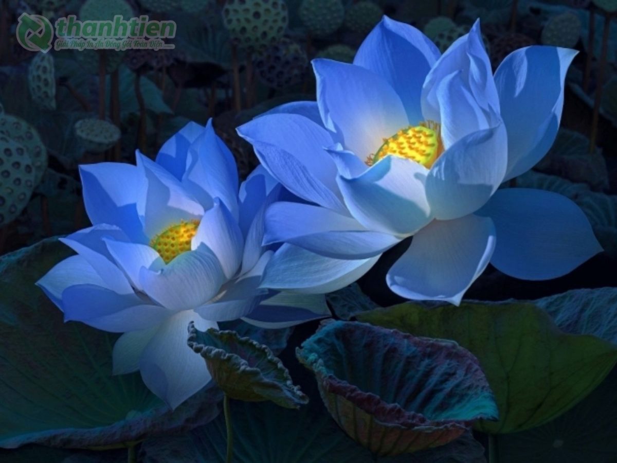Hình nền hoa sen xanh thanh tịnh