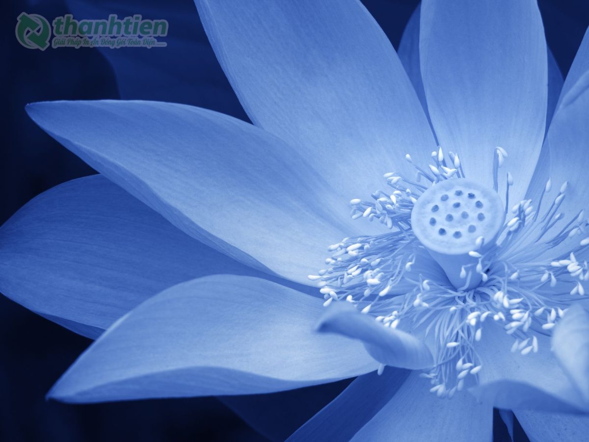 Hoa sen xanh sắc nét làm background