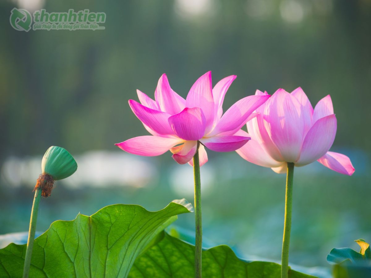 Hoa sen nở rộ sắc nét làm hình nền