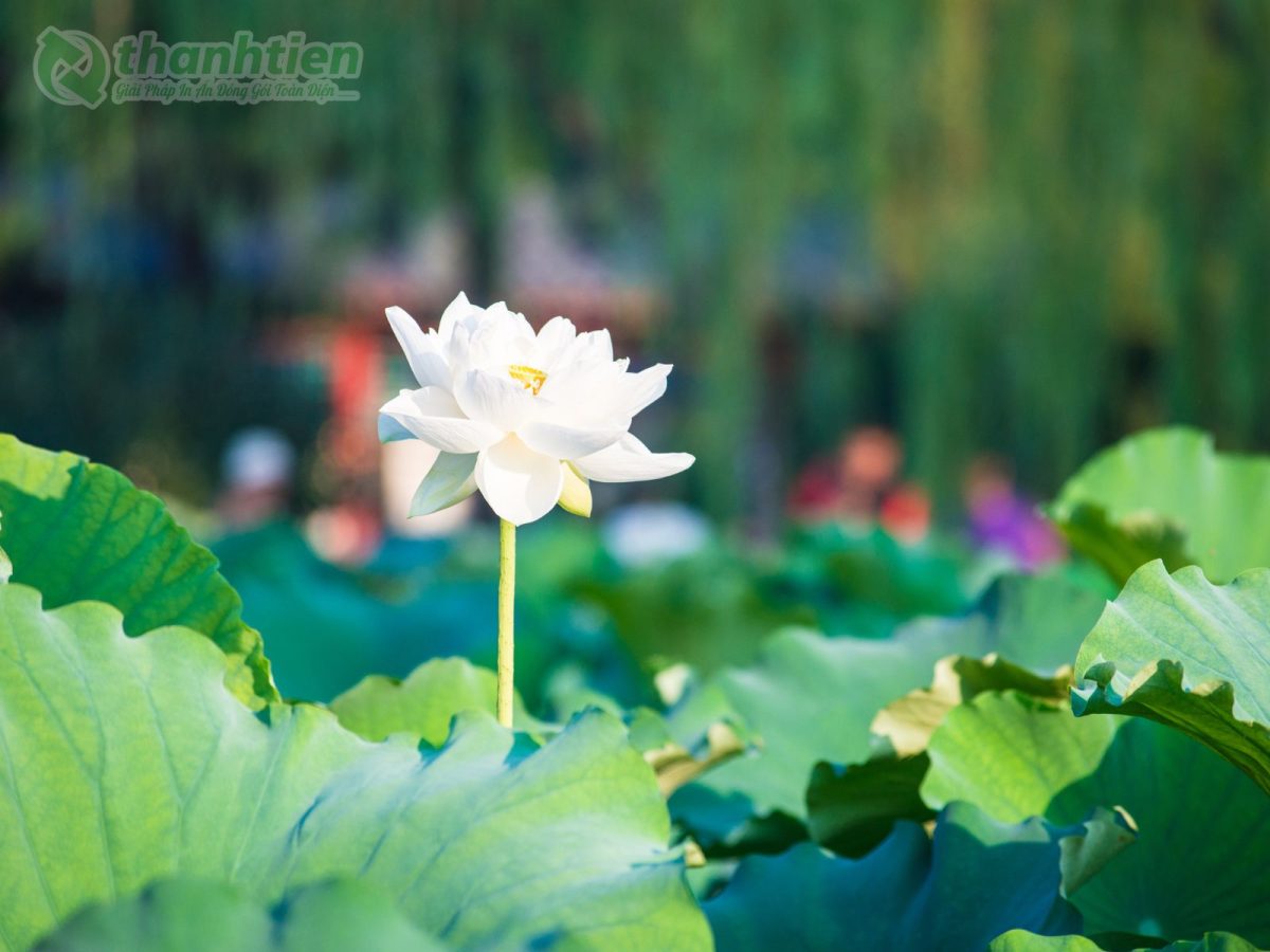 Hoa sen nở rộ nền ảnh tinh tế