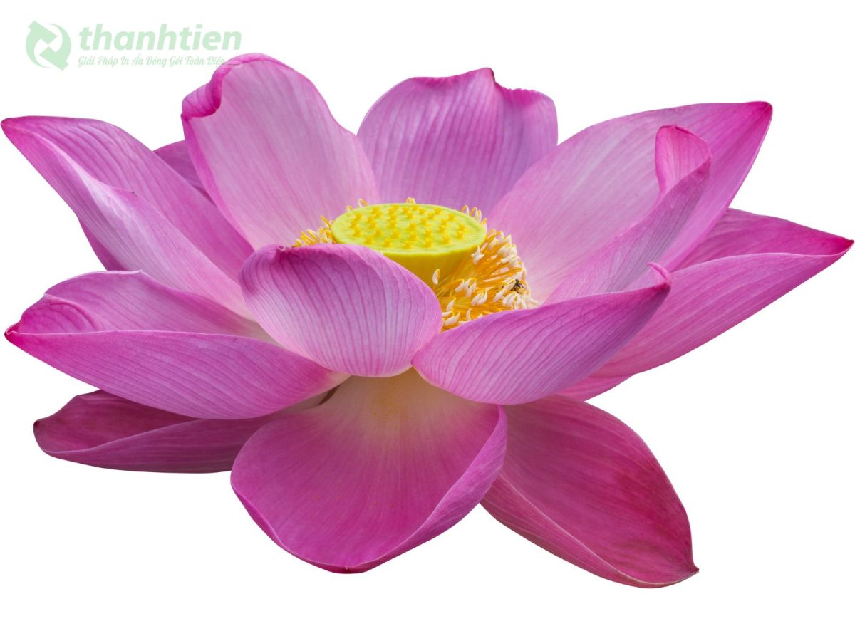 Hình nền hoa sen 4K đẹp sắc nét
