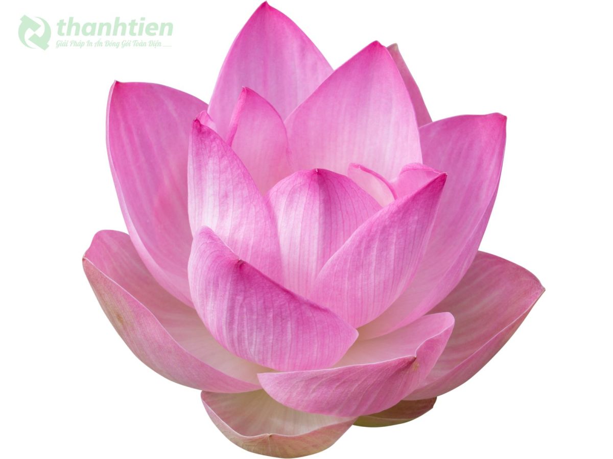 Hoa sen 4K nền ảnh nghệ thuật