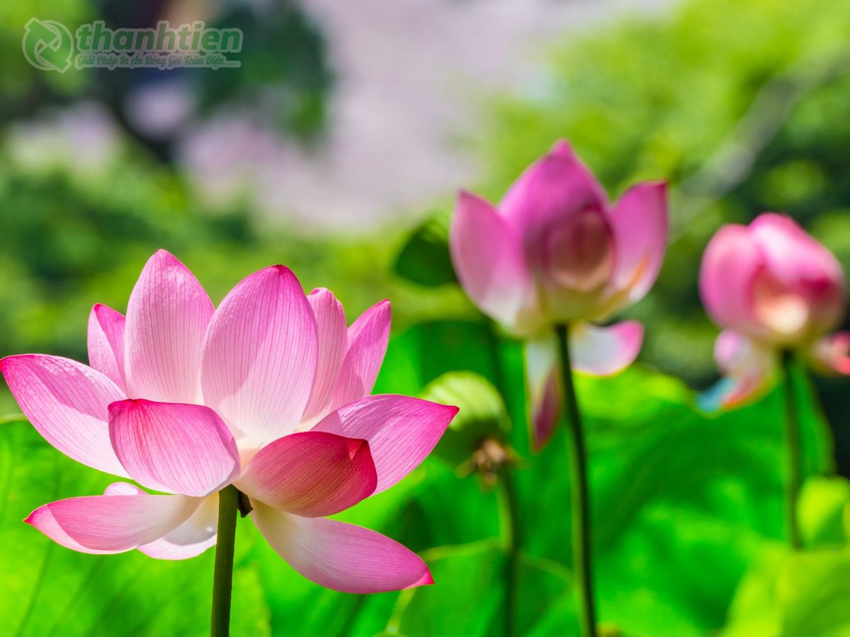 Hình nền hoa sen trong sương mai đẹp sắc nét