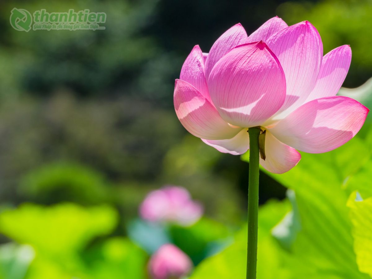 Hoa sen trong sương mai nền ảnh nghệ thuật
