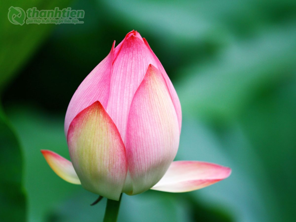 Hình nền hoa sen sương mai tinh khôi