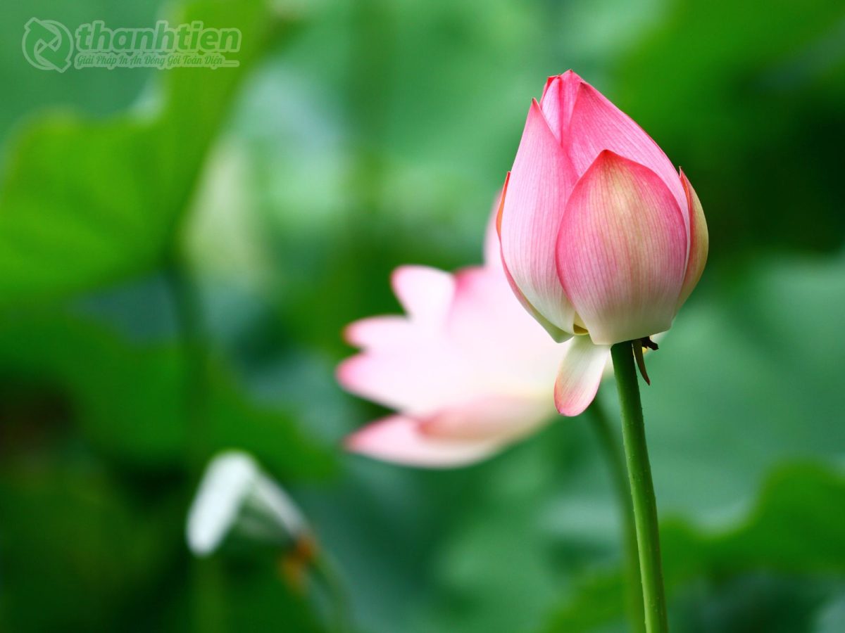 Hoa sen trong sương mai sắc nét làm hình nền