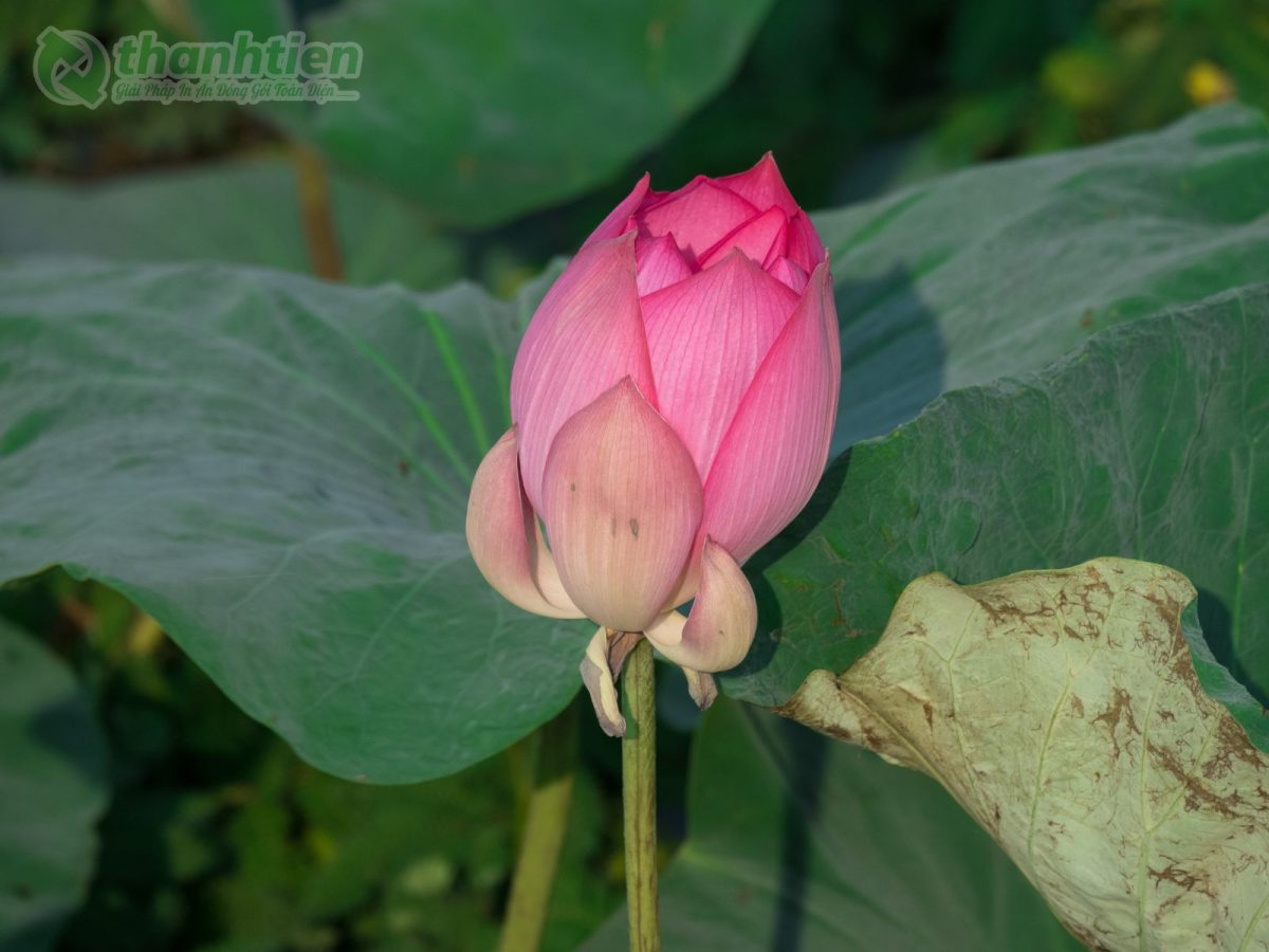 Hình nền hoa sen sương mai đẹp tự nhiên