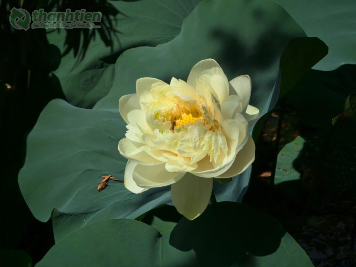 Hoa sen vàng nền ảnh nghệ thuật