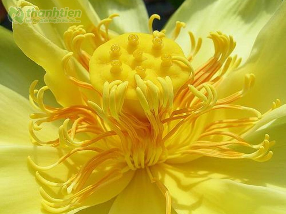Hình nền hoa sen vàng sắc nét tự nhiên