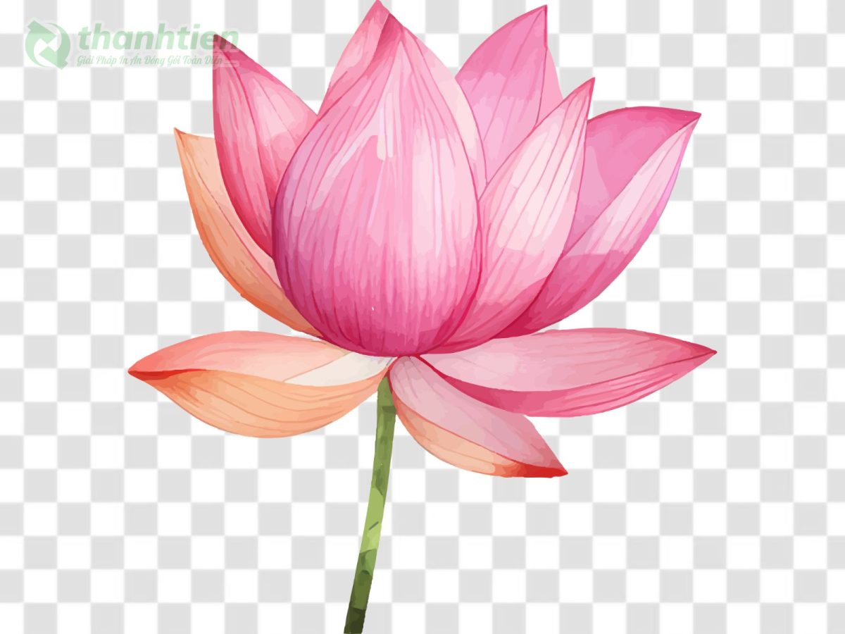 Hoa sen vector PSD nền đẹp cho banner, poster