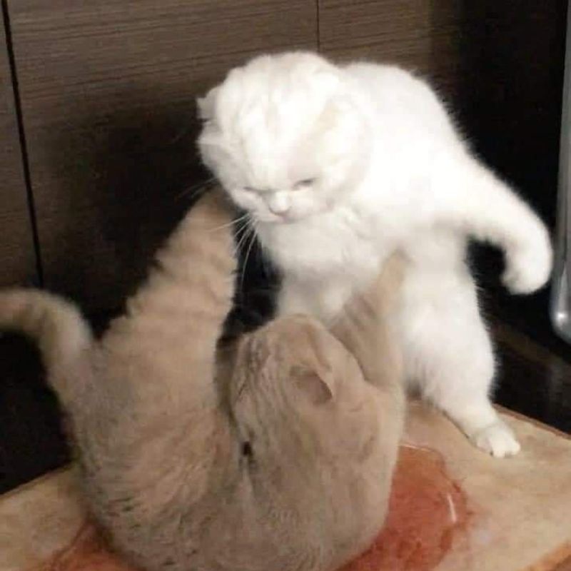 meme 2 còn mèo đánh nhau cute