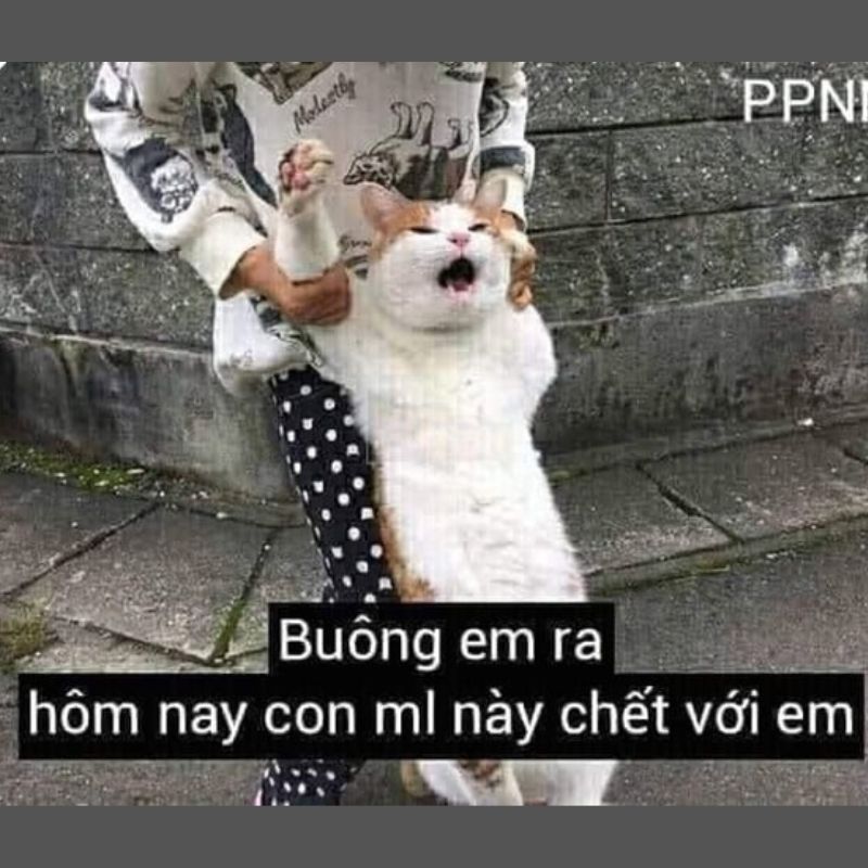 meme cản mèo đánh nhau