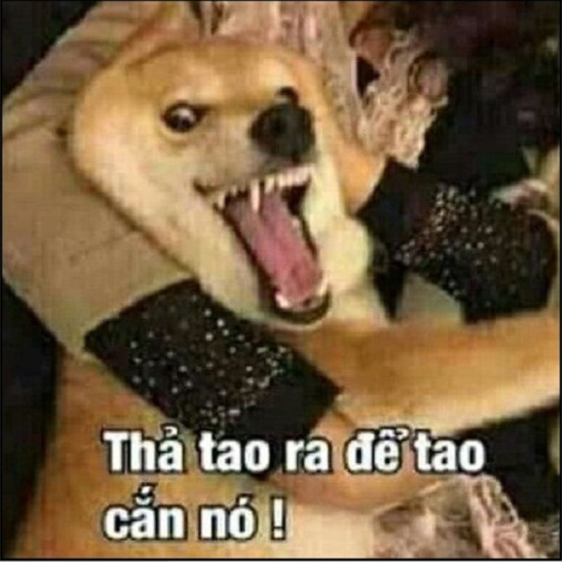 meme cản chó đánh nhau